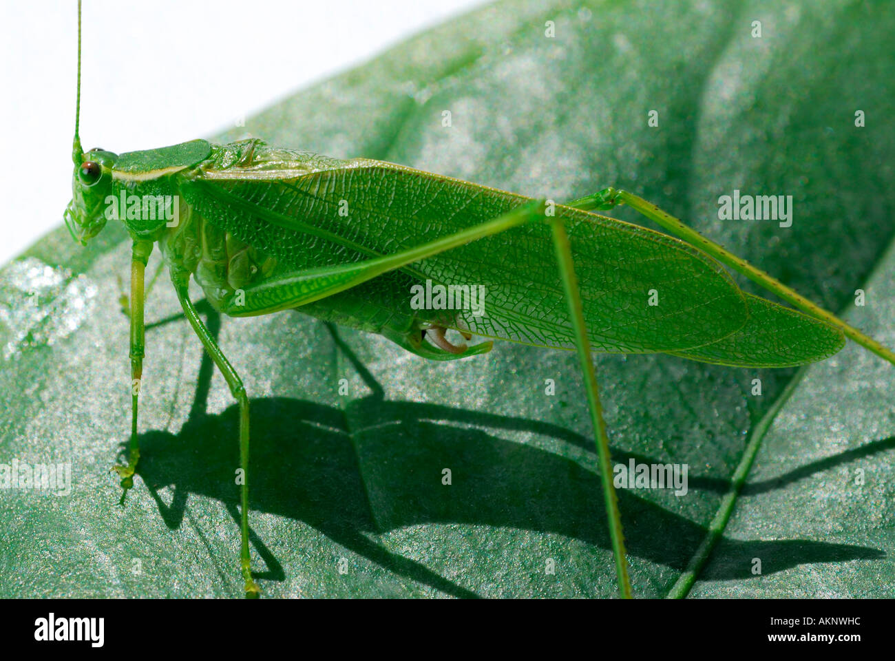 Bush Cricket green Tettigonia viridissima on a leaf Stock