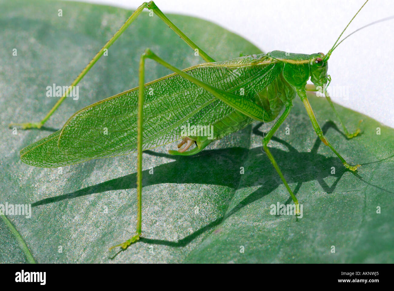 Katydid green Tettigonia viridissima on a leaf Stock Photo