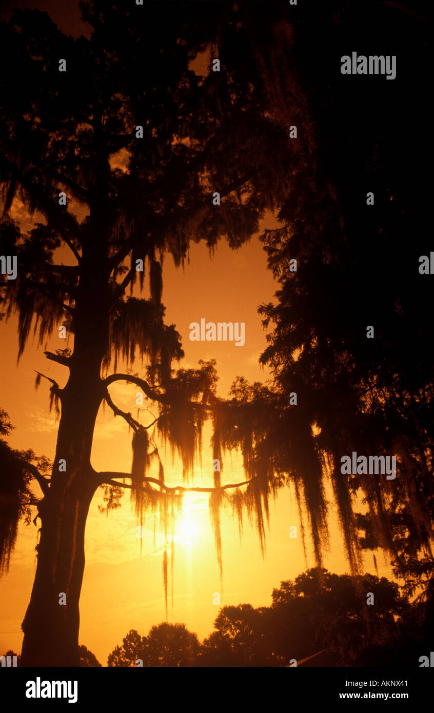 Silhouette of spanish moss hires stock photography and images Alamy