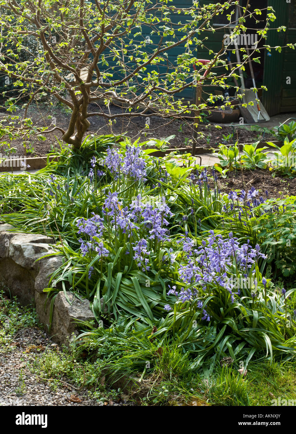BLUEBELLS IN GARDEN UK Stock Photo - Alamy