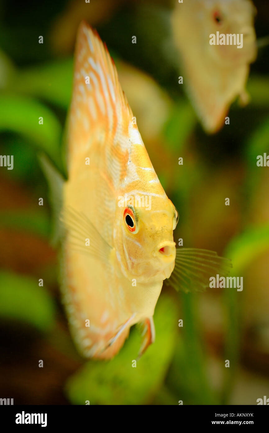 Discus fish - Symphysodon aequifasciatus Stock Photo