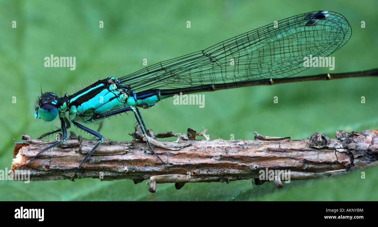 Common Blue Damselfly Stock Photo - Alamy