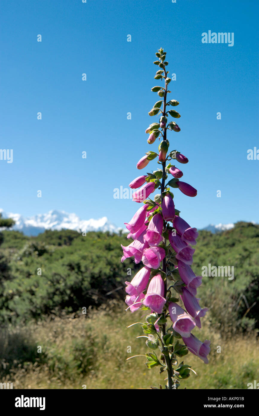 Close up of a Foxglove at Gillespies Beach with the Southern Alps in the far distance, South Island, New Zealand Stock Photo