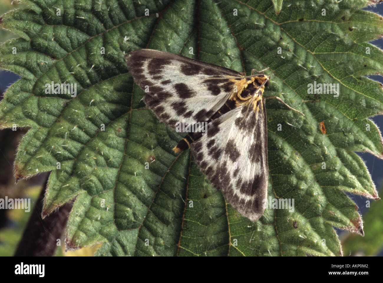 Small Magpie Moth Eurrhypara hortulata Stock Photo