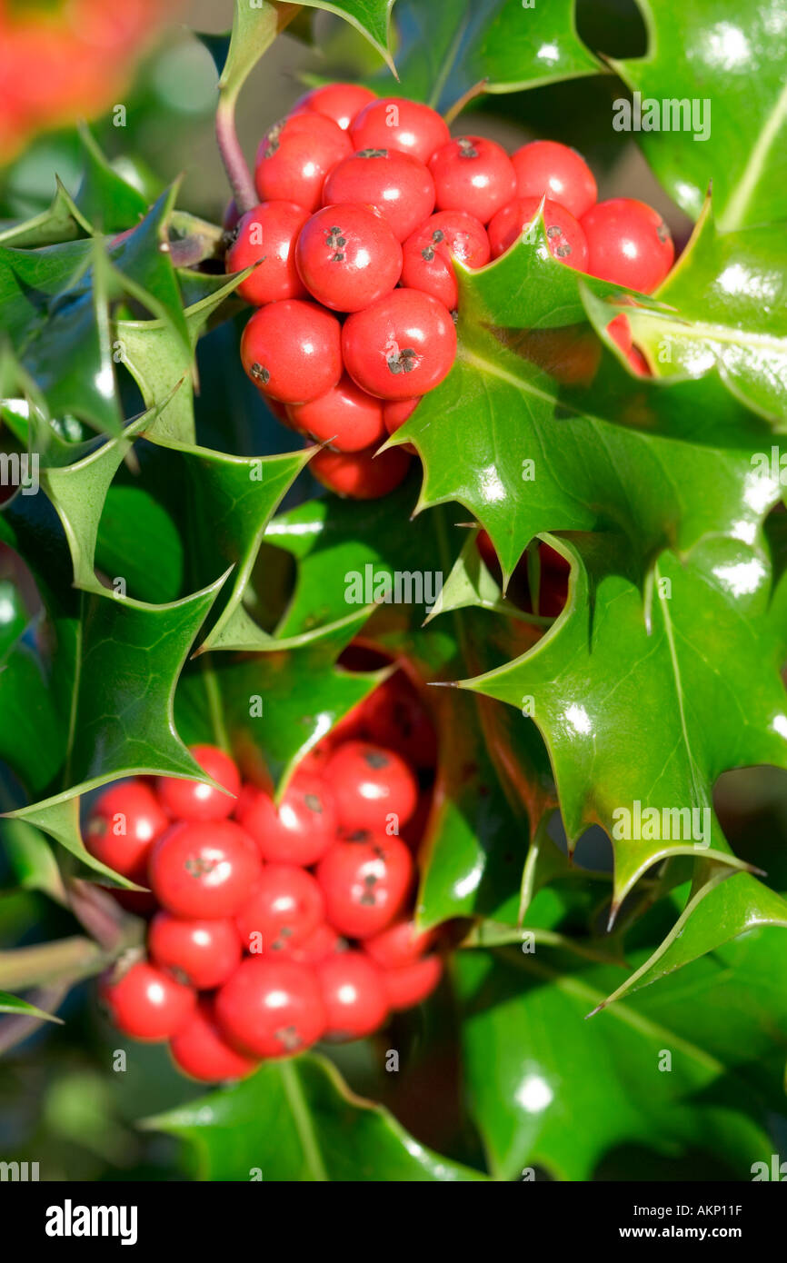Holly berries closeup Blemishes Removed Stock Photo