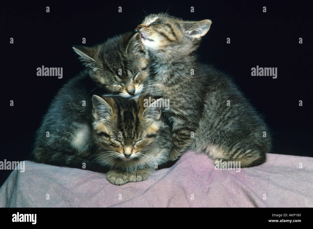 Three Sleeping Kittens Stock Photo