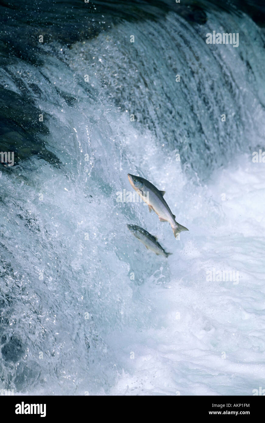 Sockeye Salmon jumping Brooks Falls, Katmai National Park, Alaska Stock