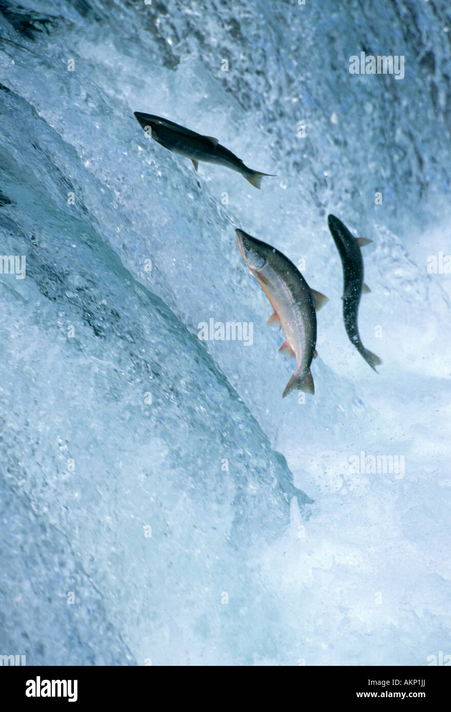 Sockeye Salmon jumping Brooks Falls, Katmai National Park, Alaska Stock Photo