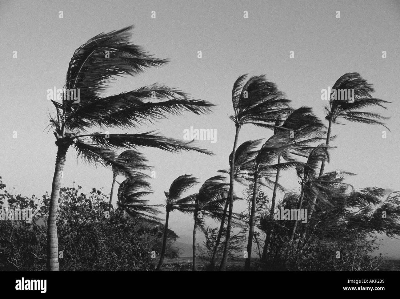 Strong winds bend palm trees on the west side of Maui. Stock Photo