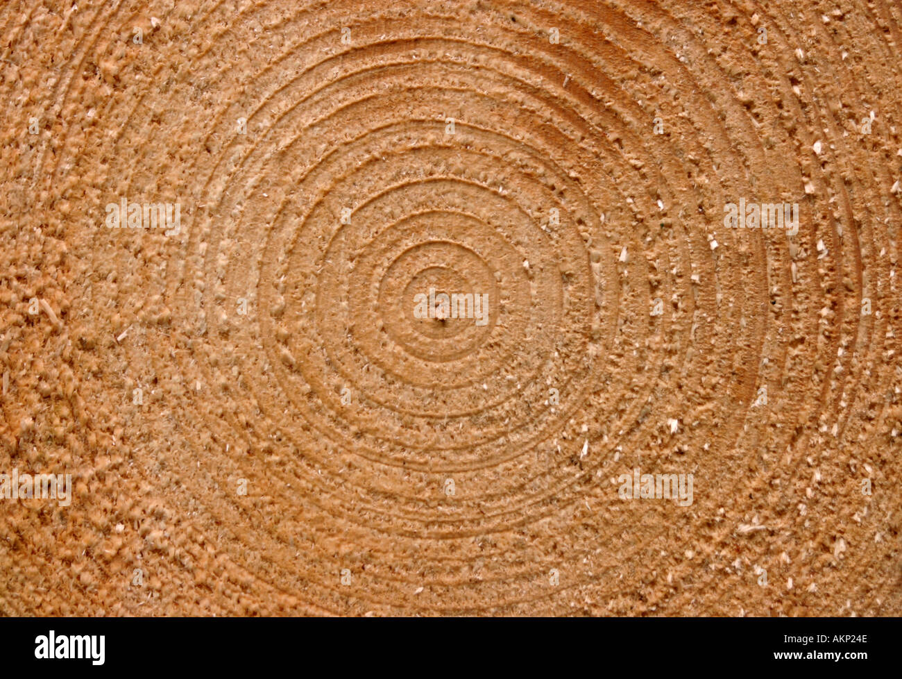 Red Tree Stump Rings Past a tree stump hi-res stock photography and images - Alamy