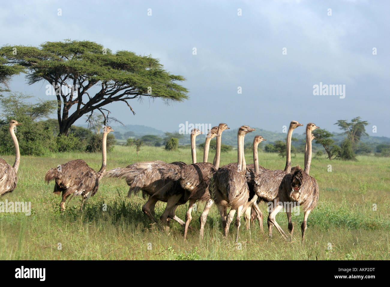 ostriches in kimana wildlife reserve Stock Photo