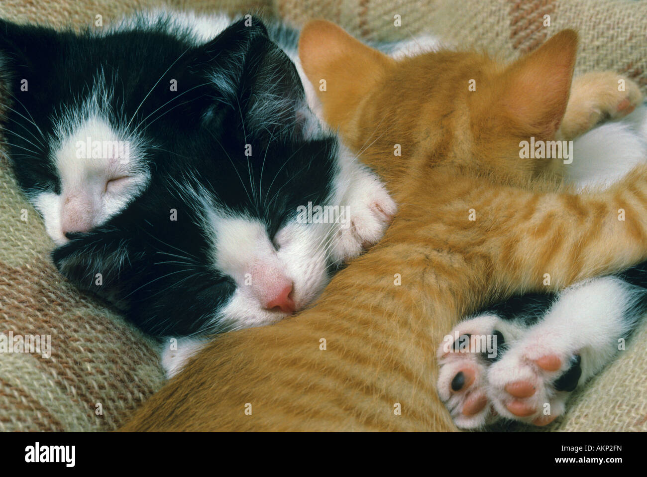 Three kittens sleeping Stock Photo