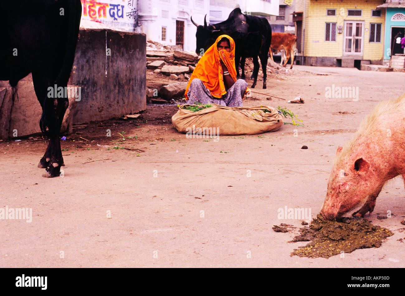 Dusty street with pig eating animal feces shit poo acting as street cleaner  North India Asia Stock Photo - Alamy