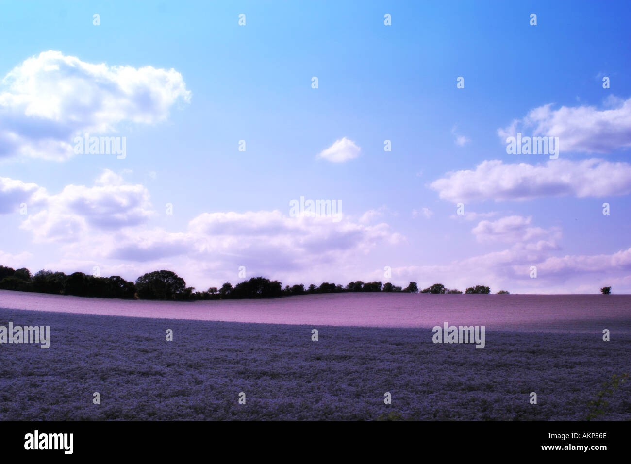 purple field Stock Photo