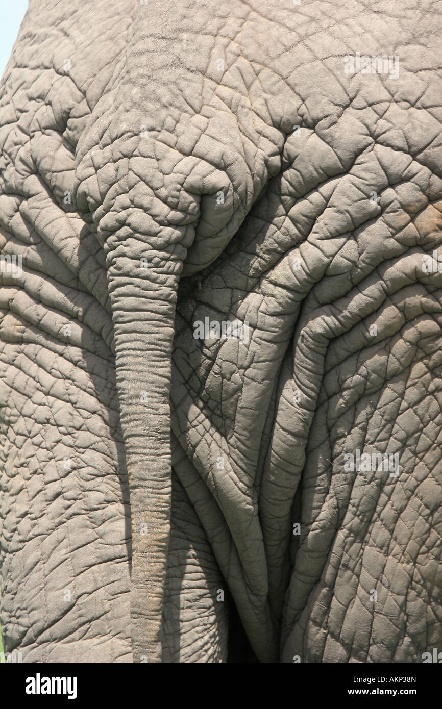 Elephant behind in Amboseli NP Stock Photo