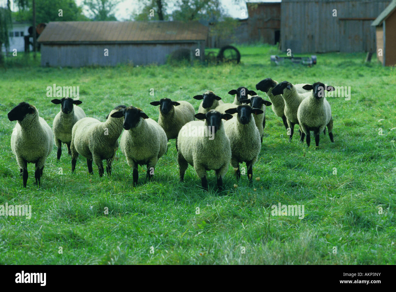Black faced Sheep on farm, Eastern USA Stock Photo