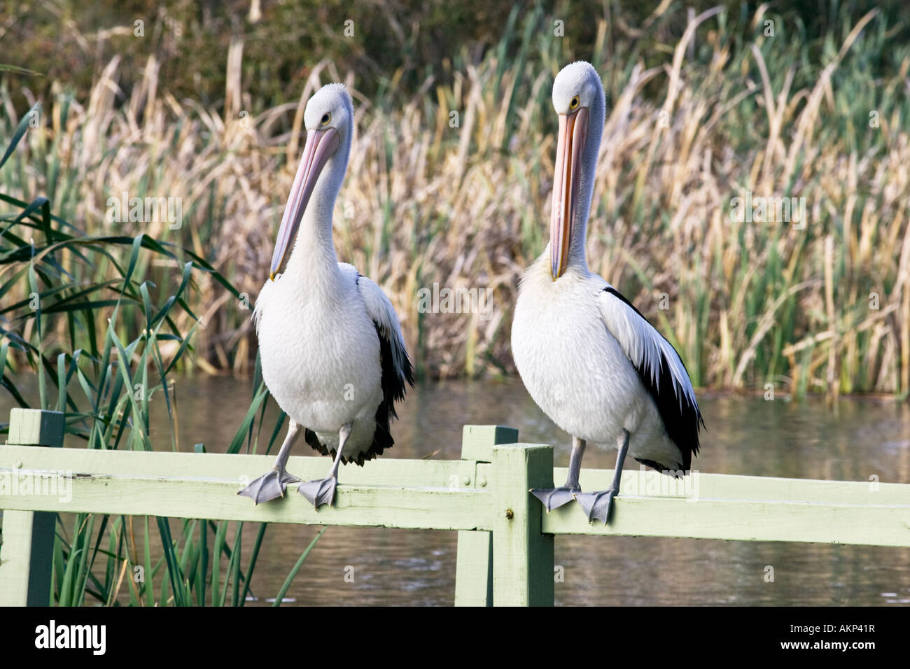 Two Pelicans (Pelecanus conspicillatus) perched on a fence at Herdsman Lake, Perth, Western Australia. Stock Photo