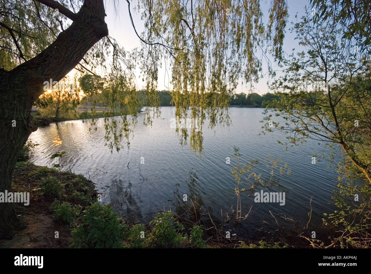 A lake framed by a weeping willow and bushes. Lincolnshire, England. Stock Photo