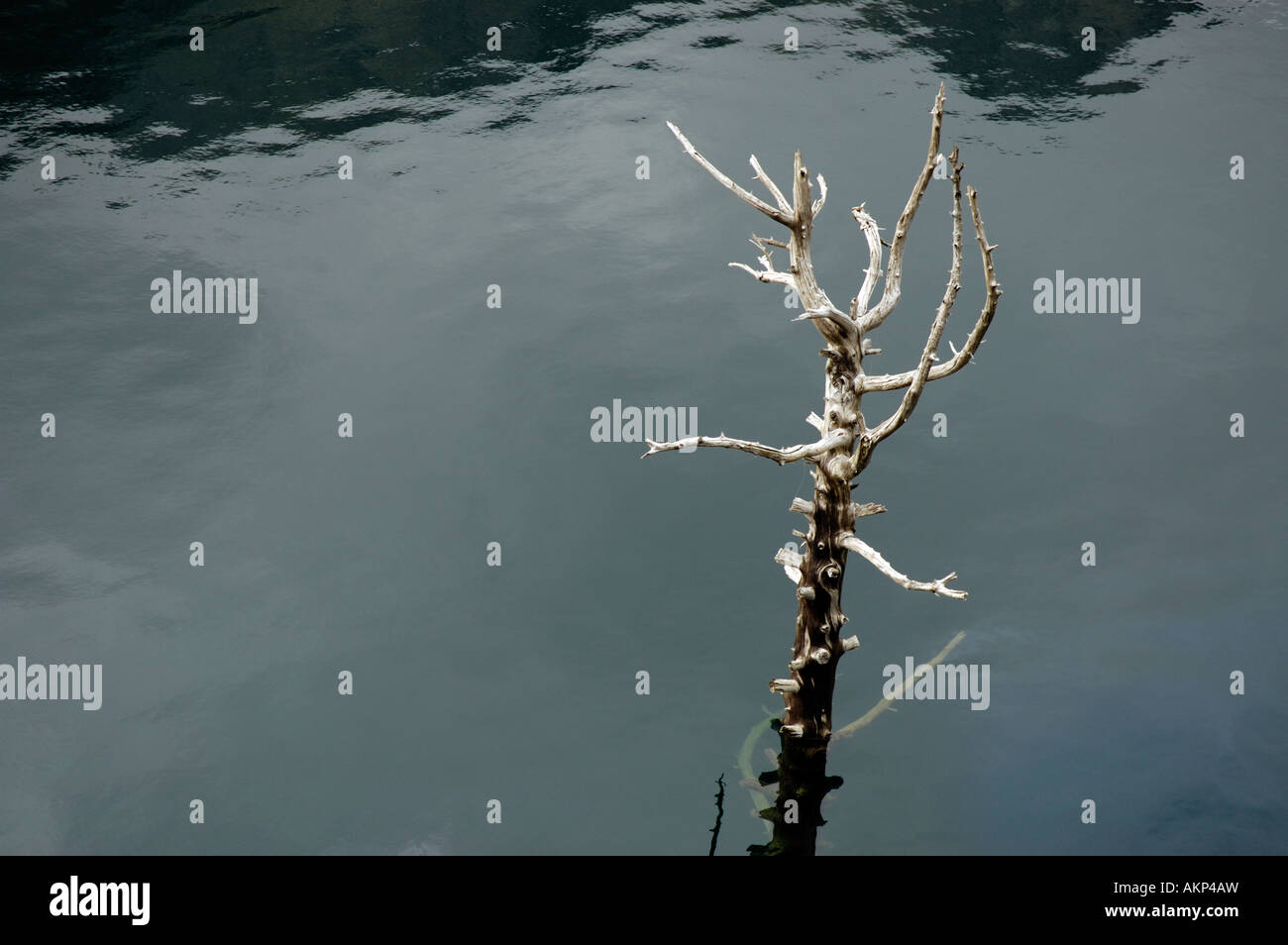 Dead tree in a lake Stock Photo - Alamy