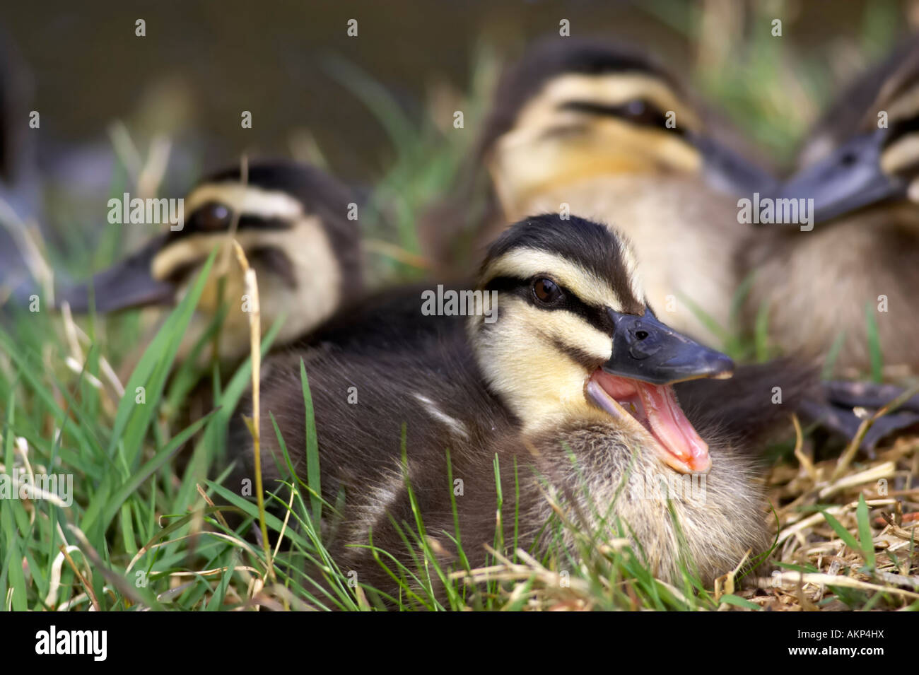 Pacific Black Duck chicks at Herdsman Lake Regional Park Stock Photo