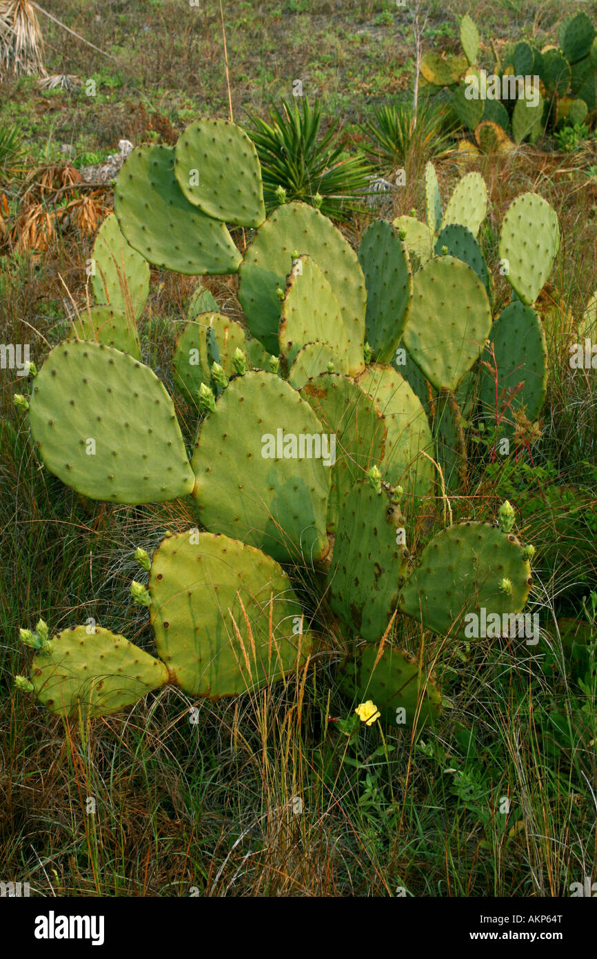 Prickly Pear Cactus ( Opuntia ) Stock Photo