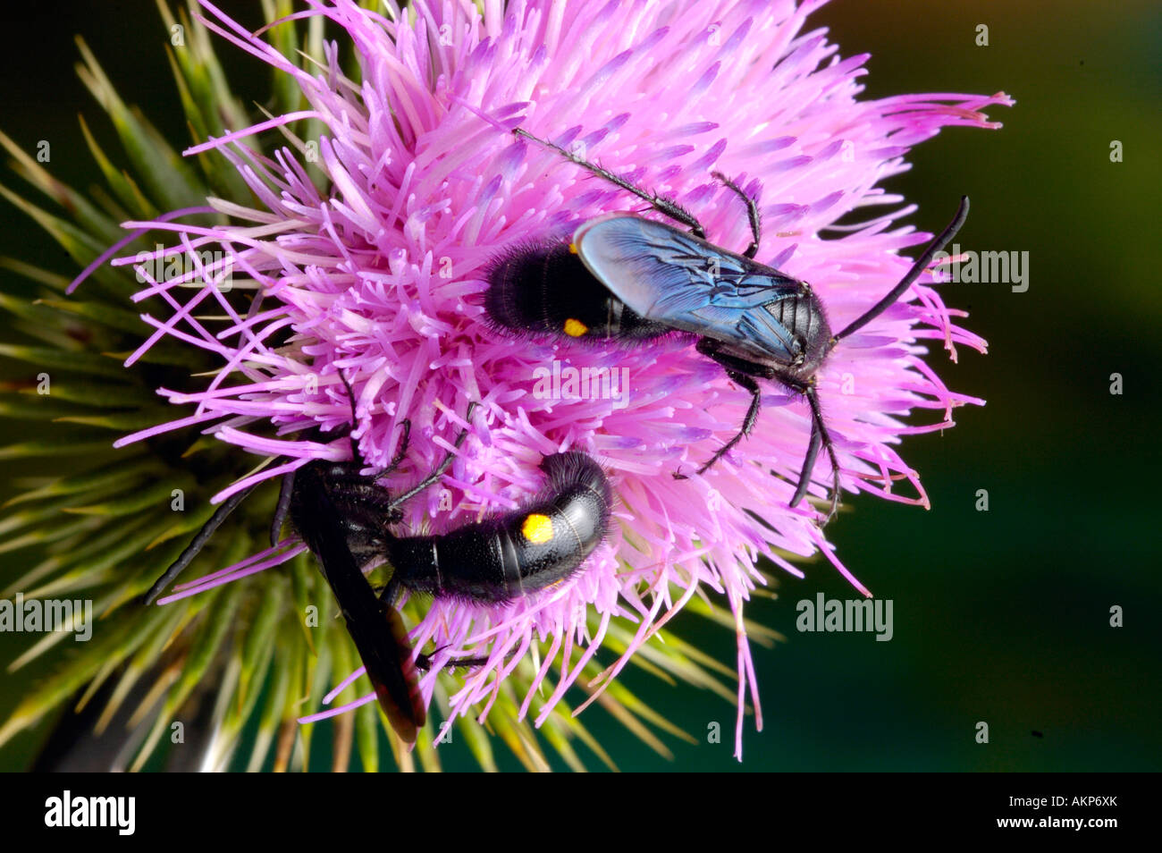 Australian flower wasps on thistle Stock Photo
