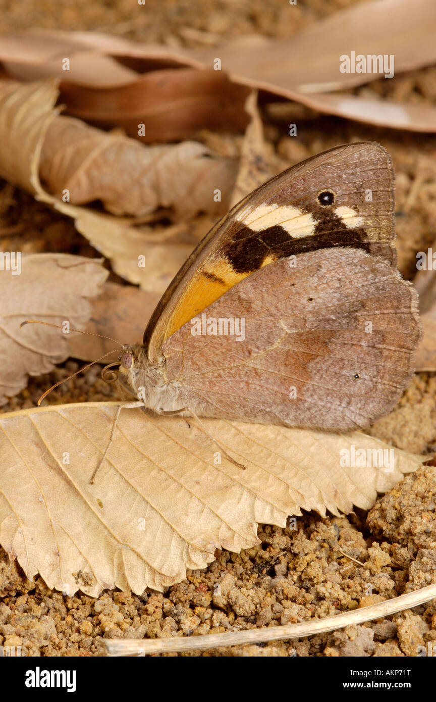 Common australian insect hi-res stock photography and images - Alamy