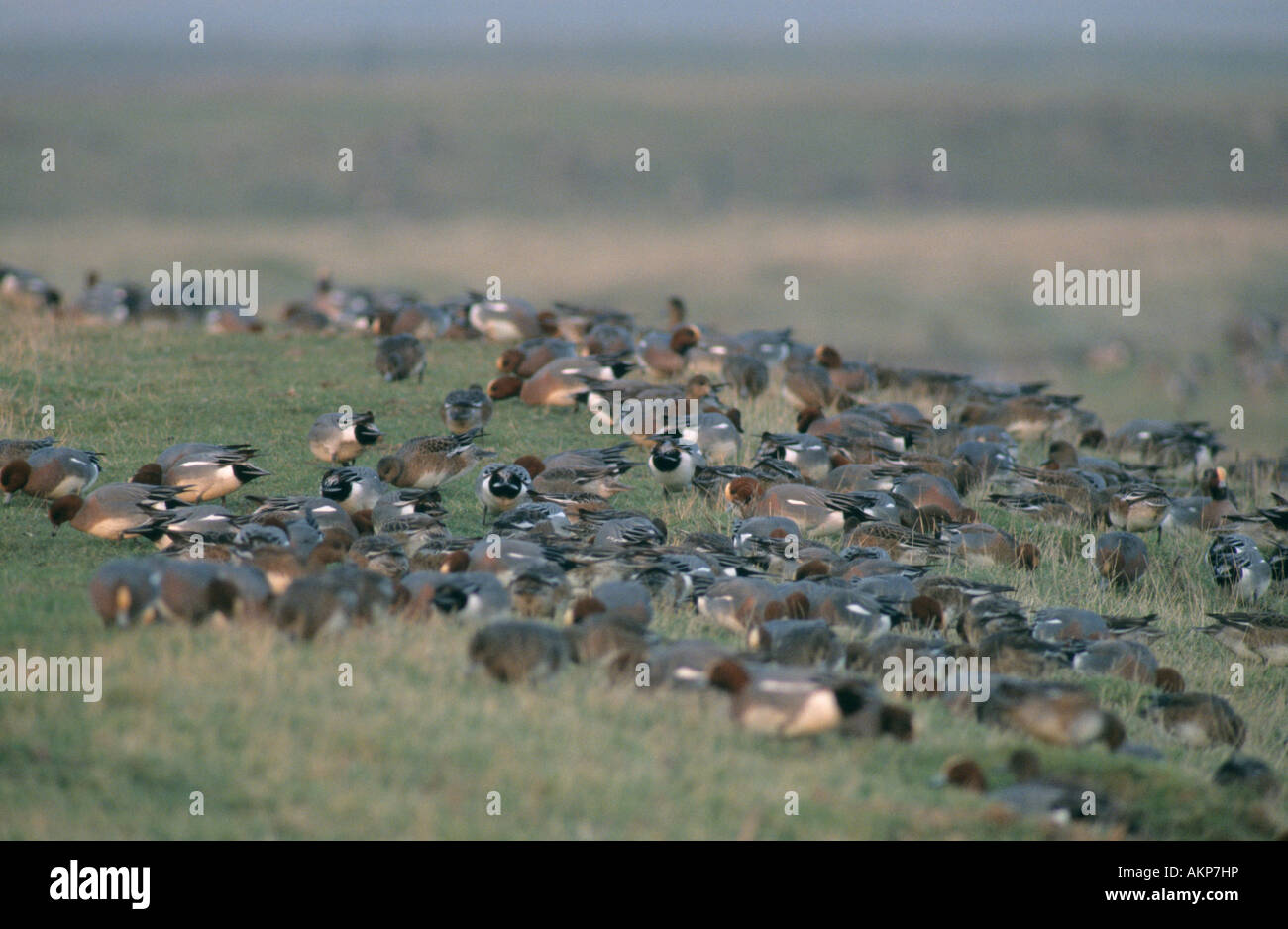 Wigeon feeding Kent England Stock Photo