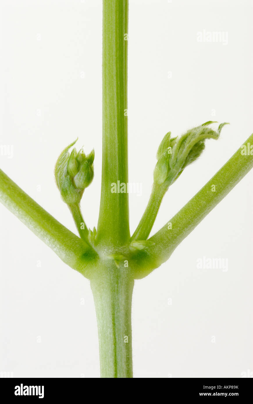 Lateral or axillary buds and stems in a plant Stock Photo