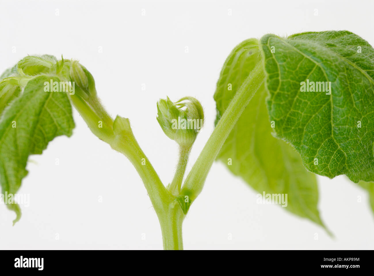 The apical terminal bud and stems of a plant. Apical buds grow out of the apical meristems. Stock Photo
