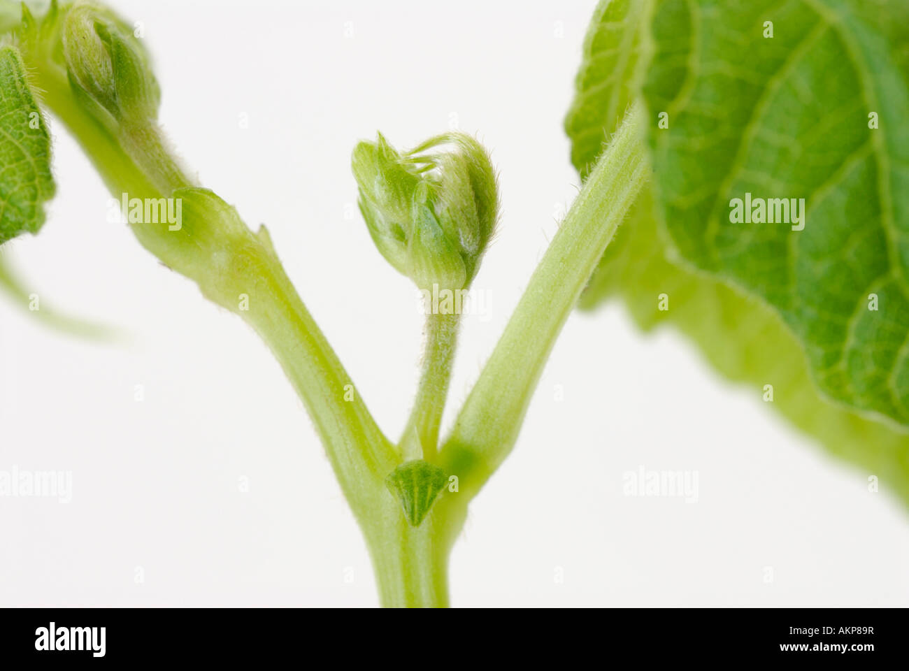 The apical terminal bud and stems of a plant. Apical buds grow out of the apical meristems. Stock Photo