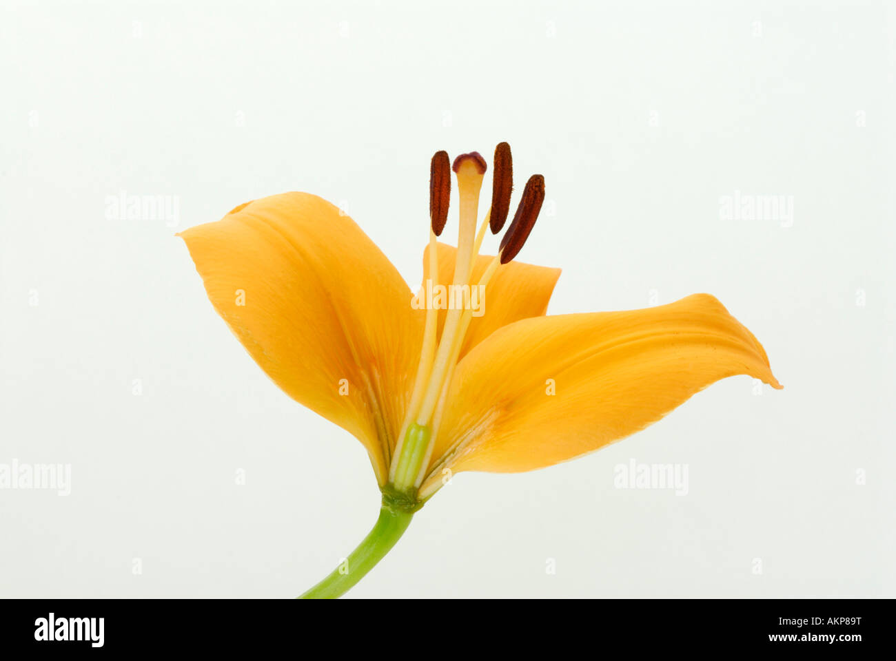 Flower parts hi-res stock photography and images - Alamy