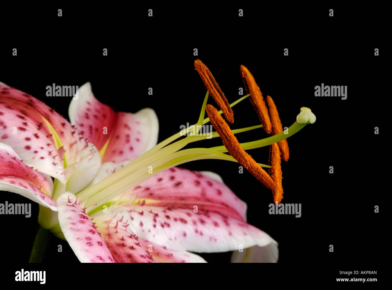 Close up of flower reproductive structures parts including stamens, anthers, pistil and stigma Stock Photo