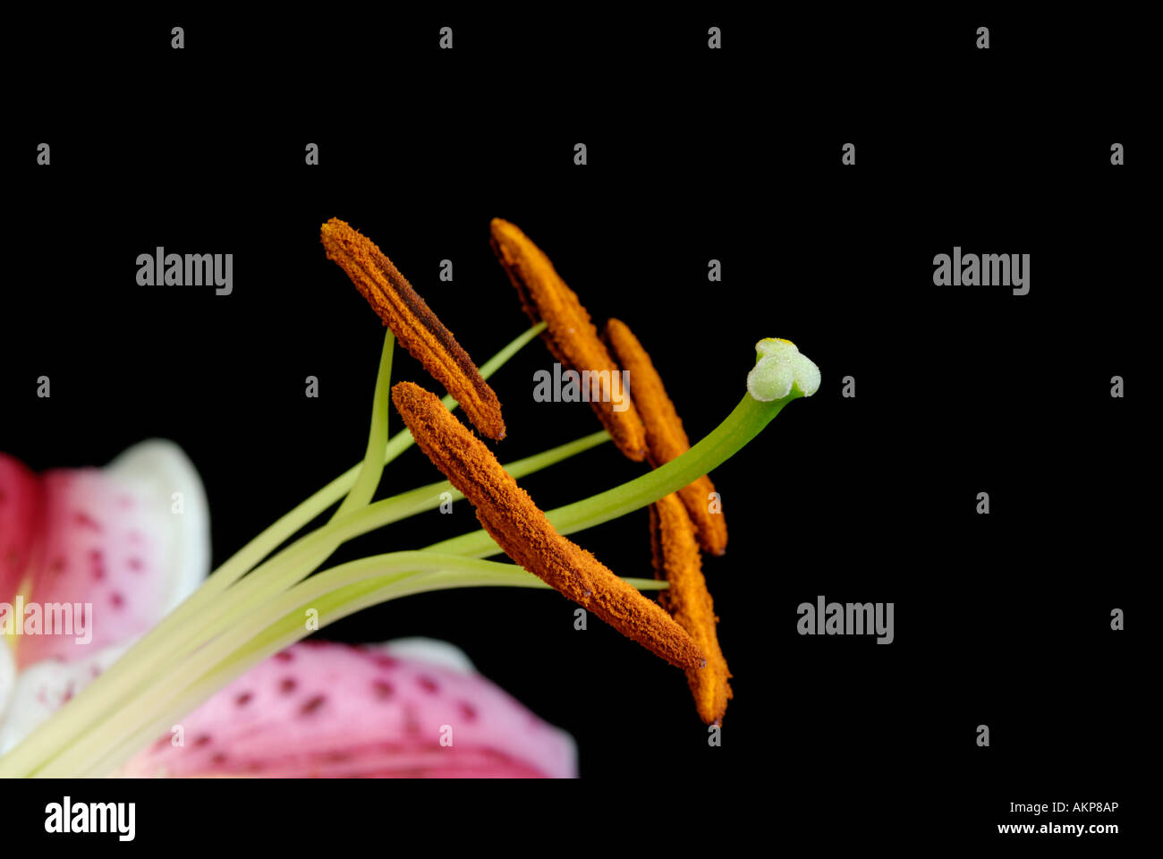 Close up of flower reproductive structures parts including stamens, anthers, pistil and stigma Stock Photo