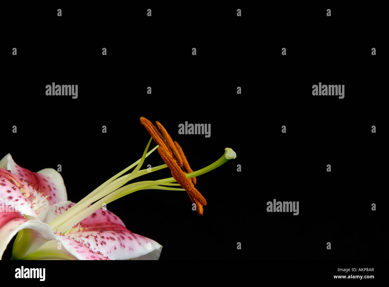 Close up of flower reproductive structures parts including stamens, anthers, pistil and stigma. Stock Photo