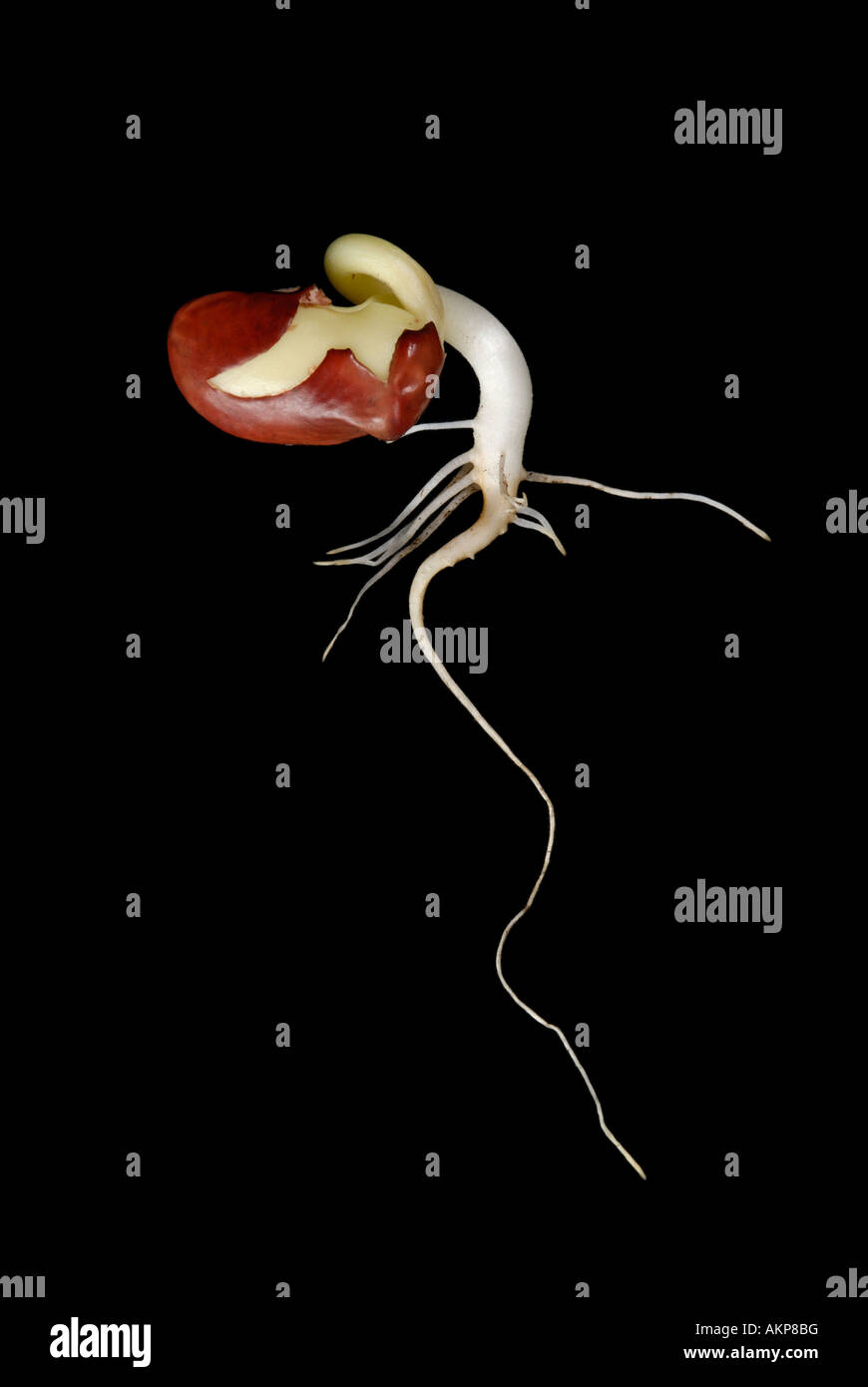 Bean seedling sprout with roots Stock Photo