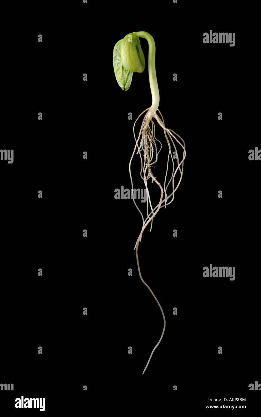 Pea seedling with roots Stock Photo