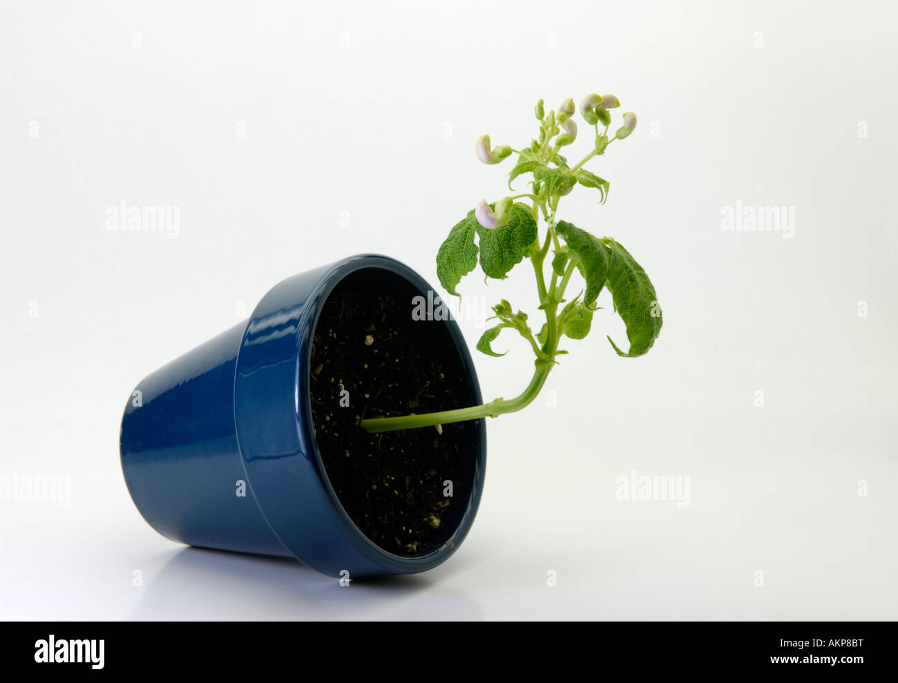 Negative gravitropism or geotropism Stock Photo, Royalty Free Image ...