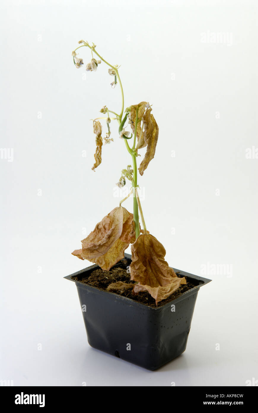 Dead, dying, dehydrated plant Stock Photo