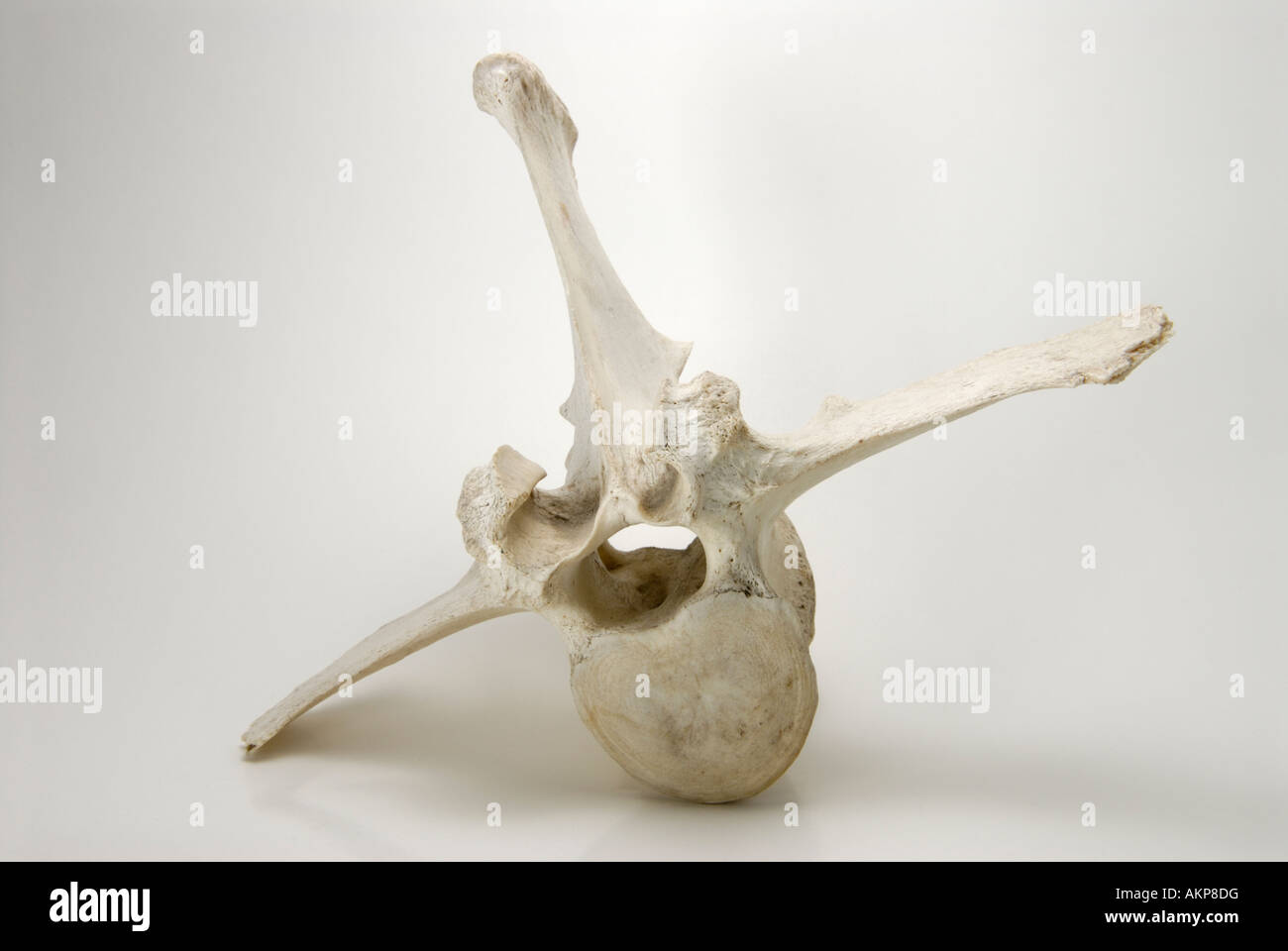 Lumbar vertebra from an American Bison Stock Photo