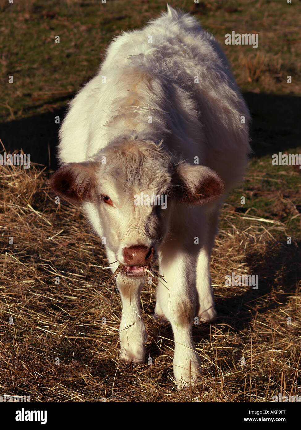 White Calf Eating Stock Photo Alamy