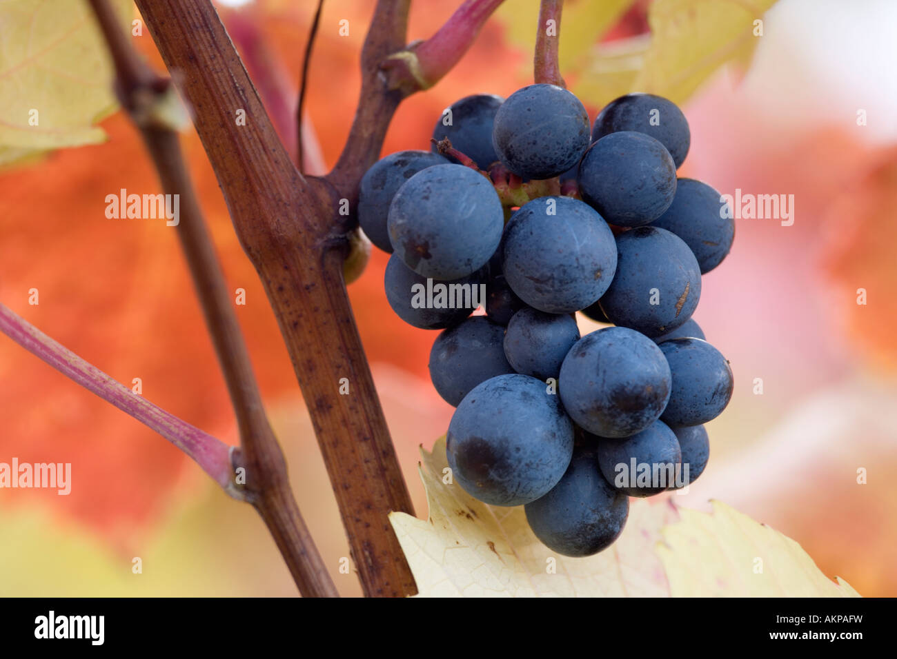 Zweigelt hires stock photography and images Alamy