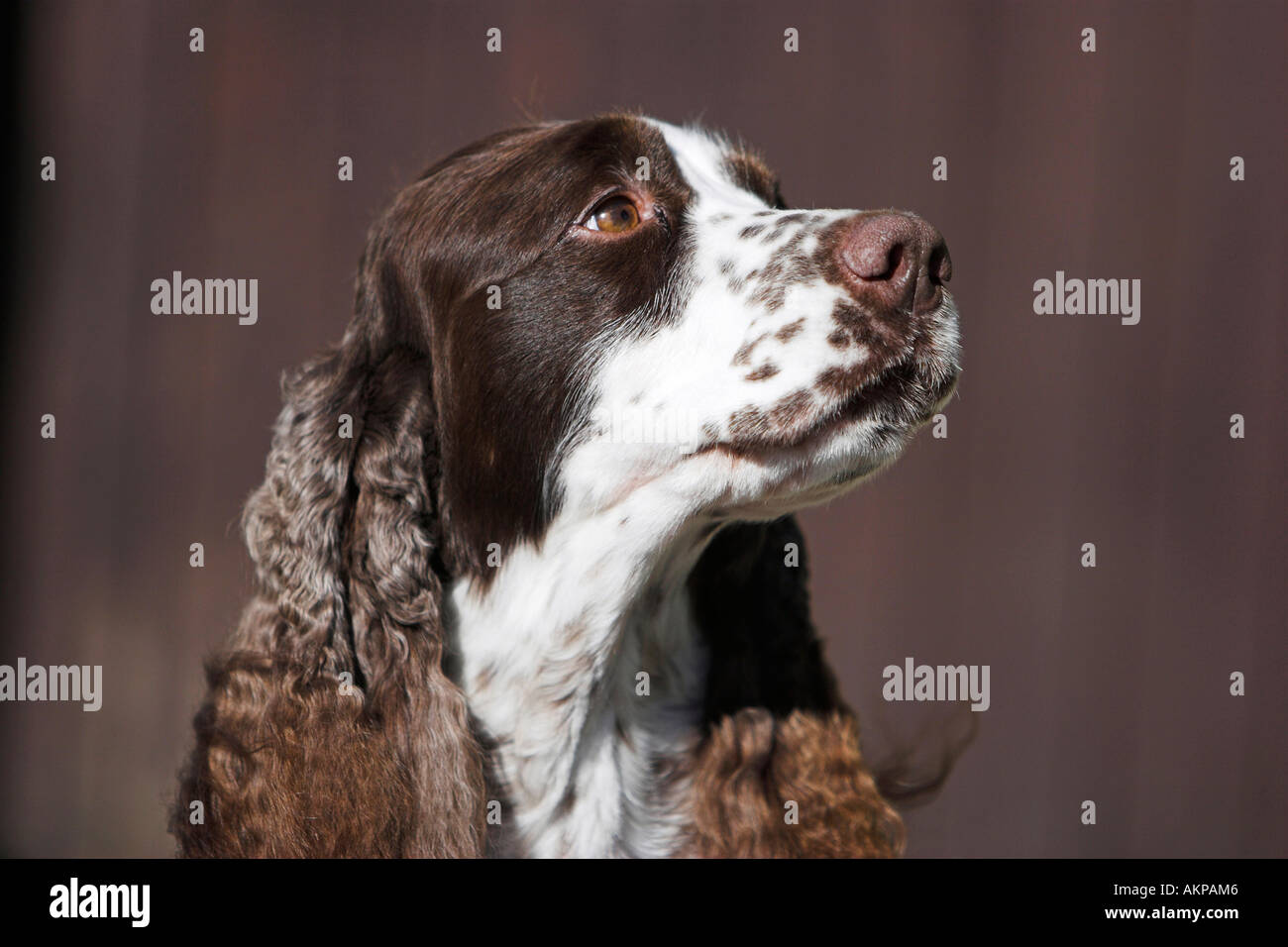 An English Springer Spaniel Stock Photo - Alamy