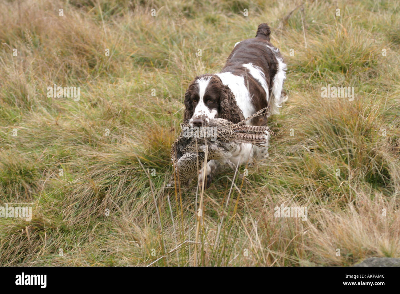 English Springer Spaniel retrieving game Stock Photo - Alamy