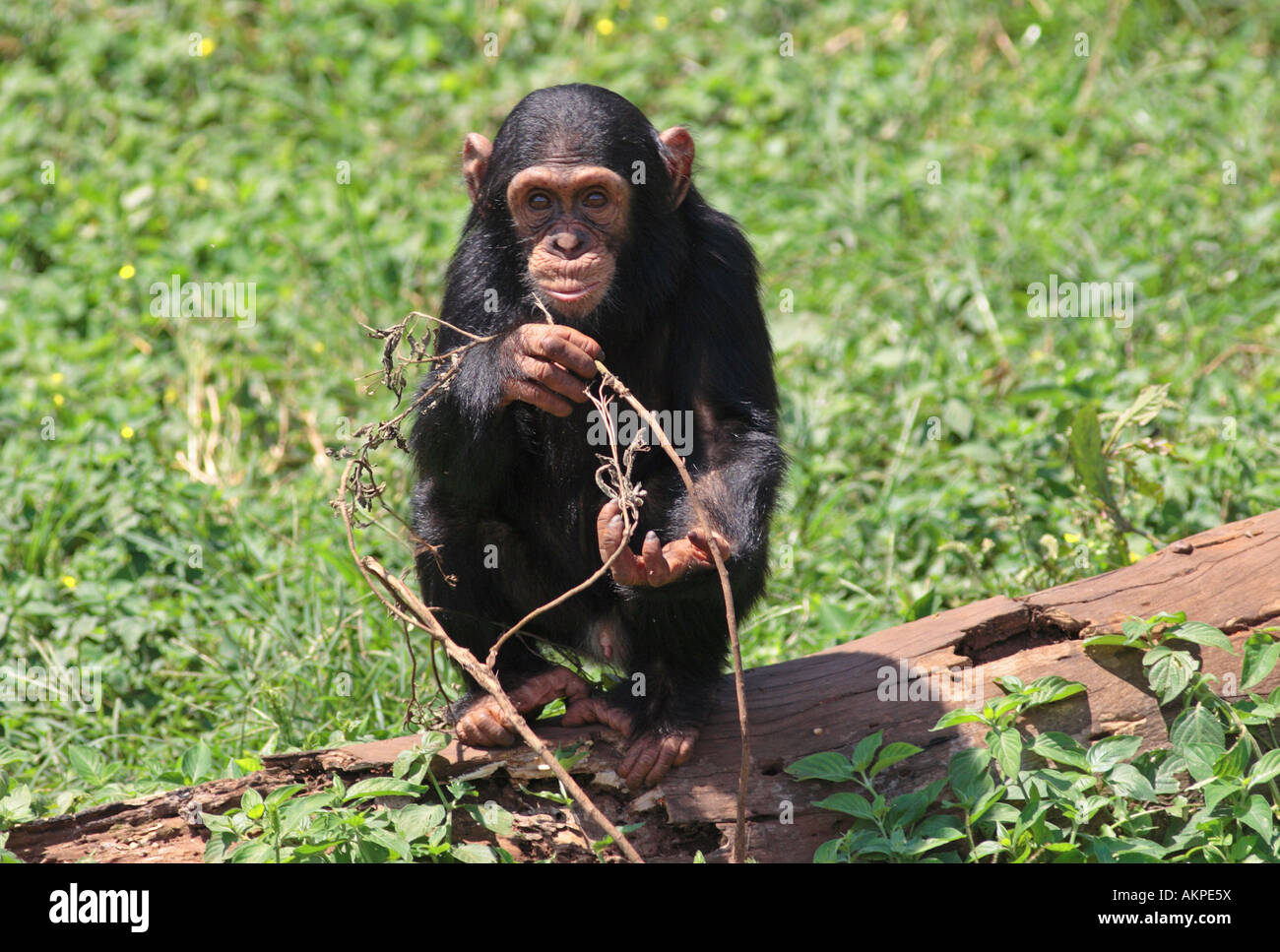 young chimp, Pan troglodytes Stock Photo