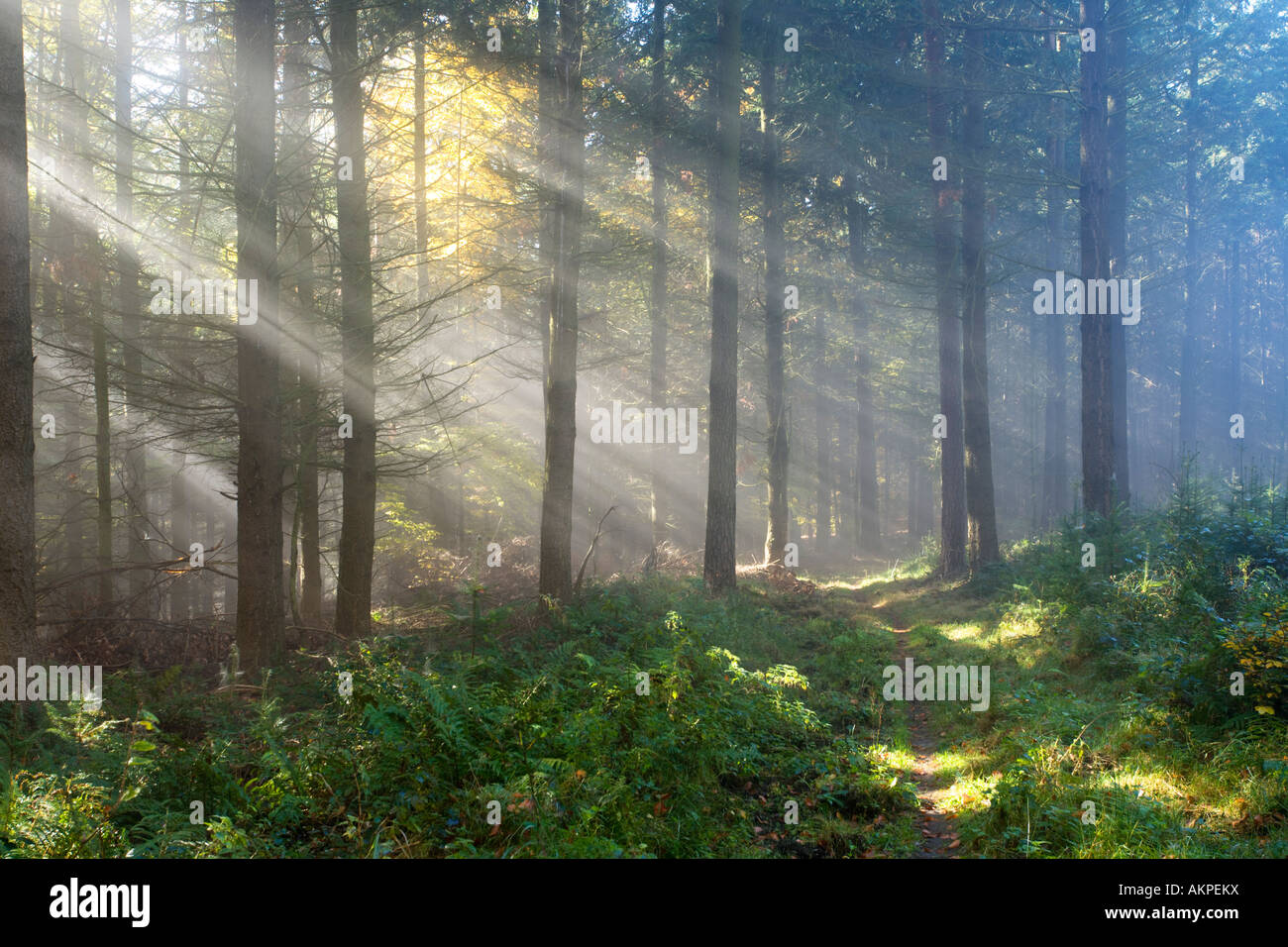 foggy forest in autumn Stock Photo - Alamy