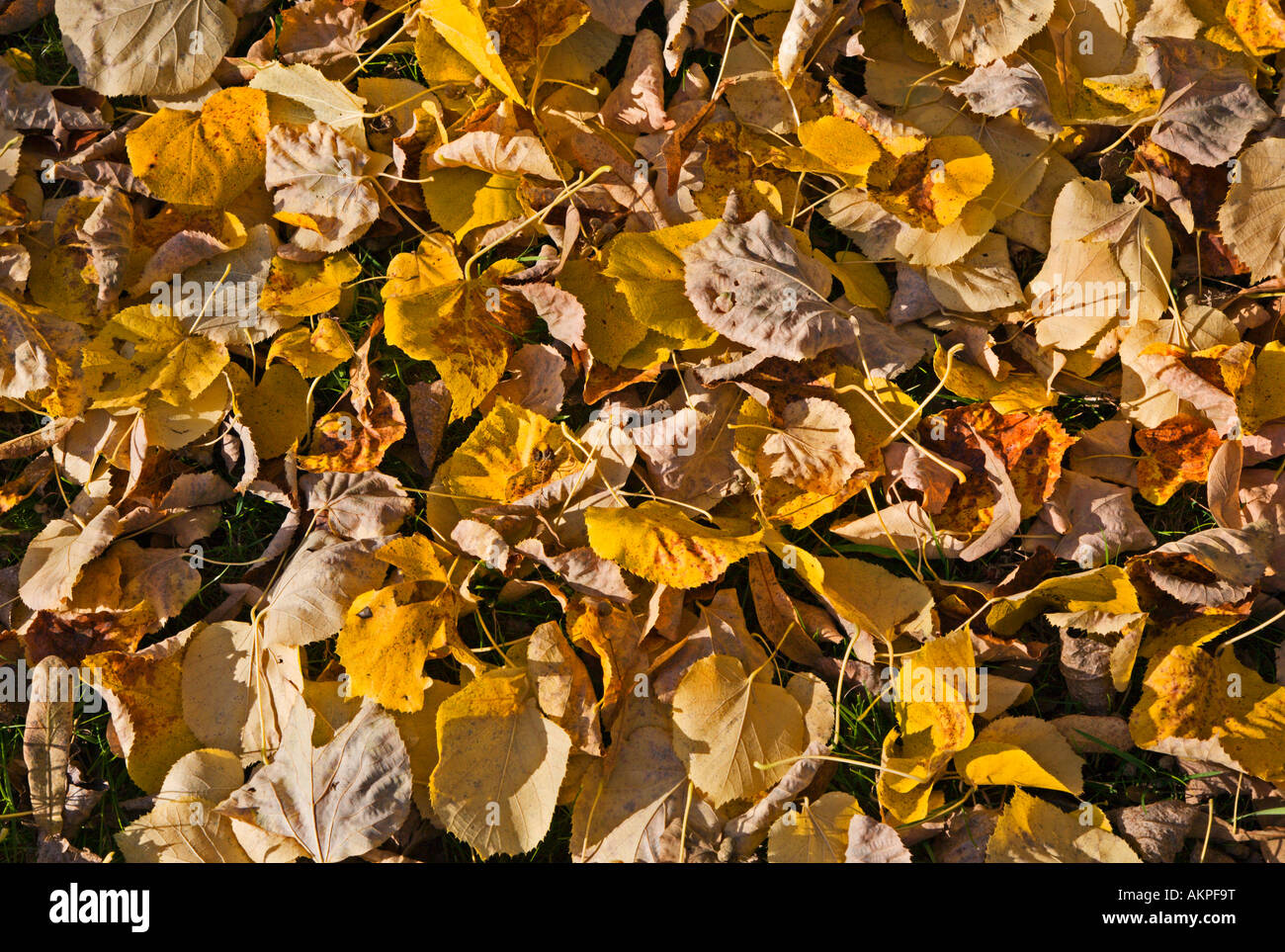 Golden Autumn Leaves Stock Photo - Alamy