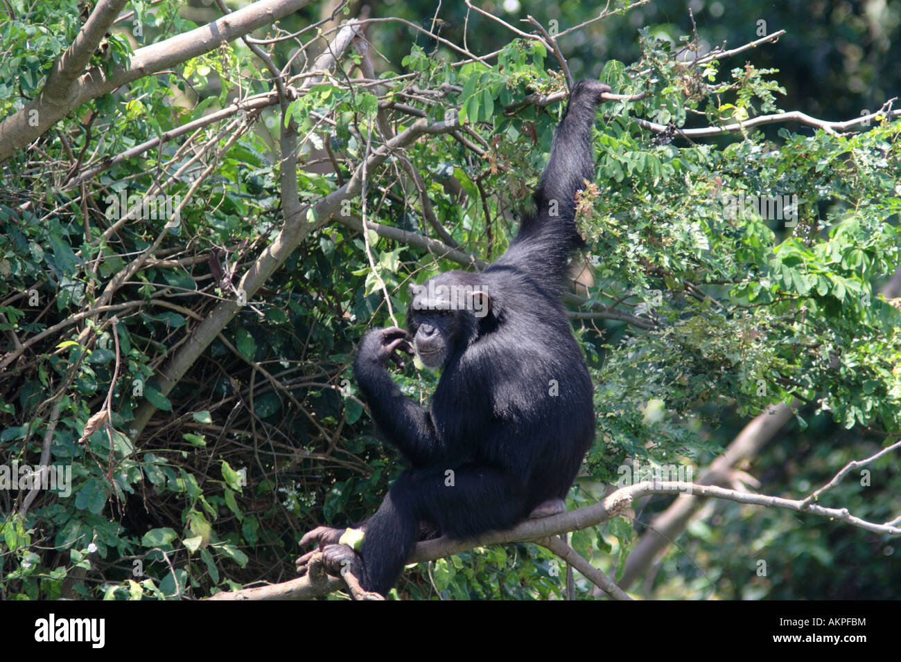 Pan troglodytes Stock Photo