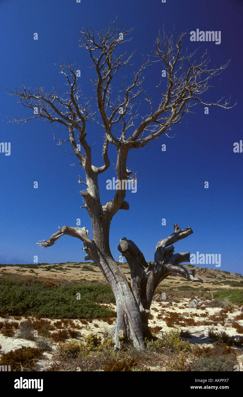 Lebanese cedar tree at Chrissi island, Ierapetra, Crete, Greece. Stock Photo