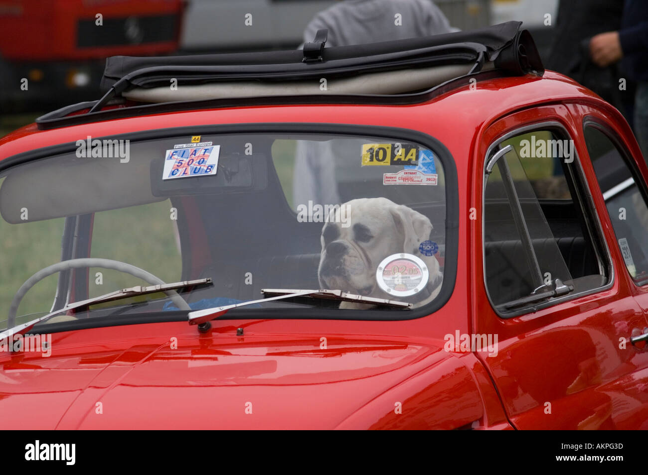 At Selkirk Vintage Car Rally annual event Scottish Borders UK British bulldog in little Italian Fiat mouse 500 car Stock Photo